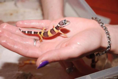 ЭУБЛЕФАР ПЯТНИСТЫЙ, S